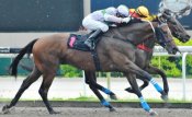 Neck-and-neck finish between Ready To Strike (No 1) and Iluminado<br>Photo by Singapore Turf Club